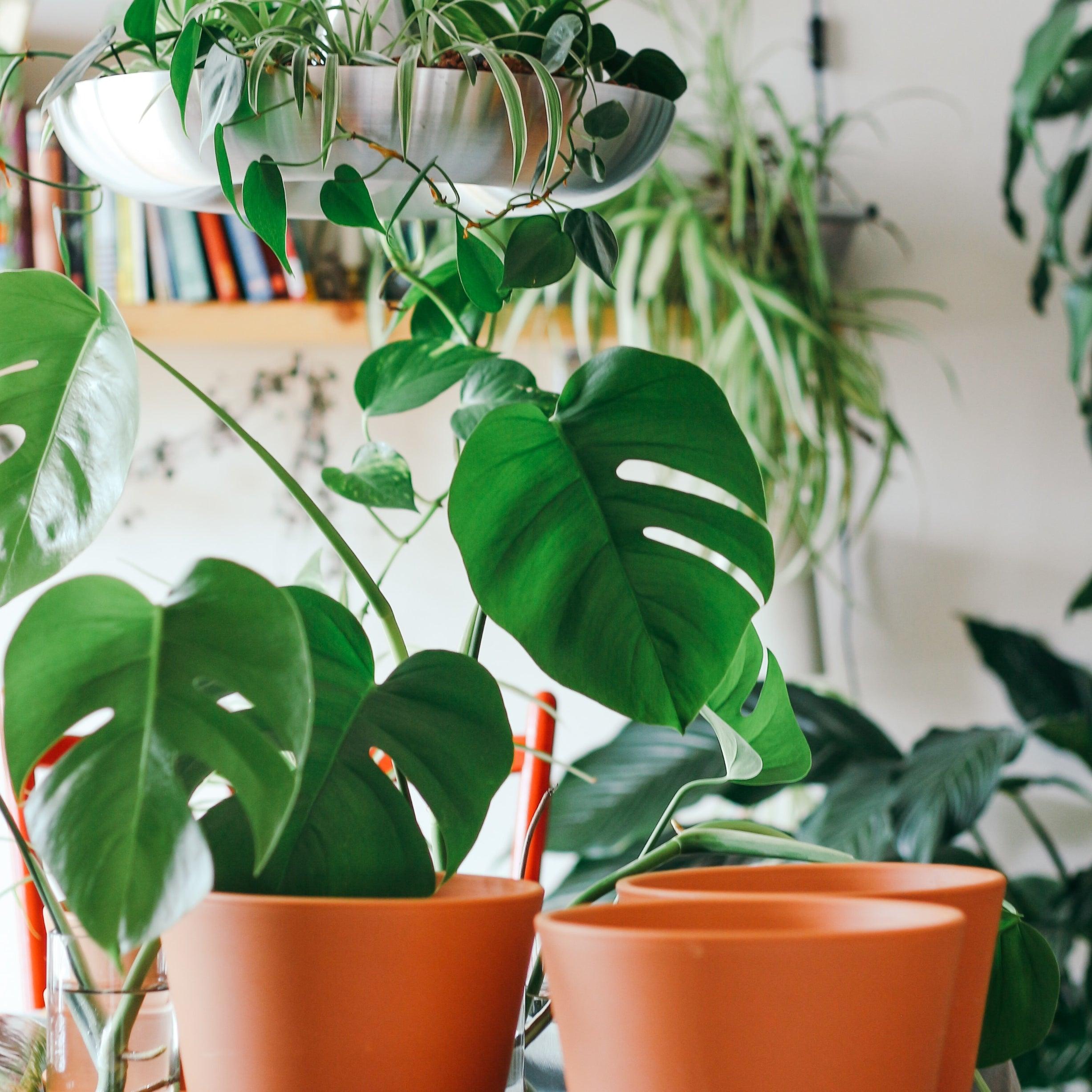 Caring for indoor plants - for peat's sake