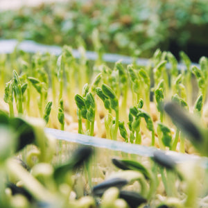 Why everyone should be growing microgreens