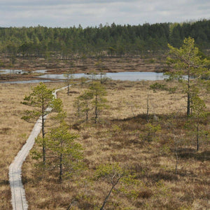 11 facts about peat bogs