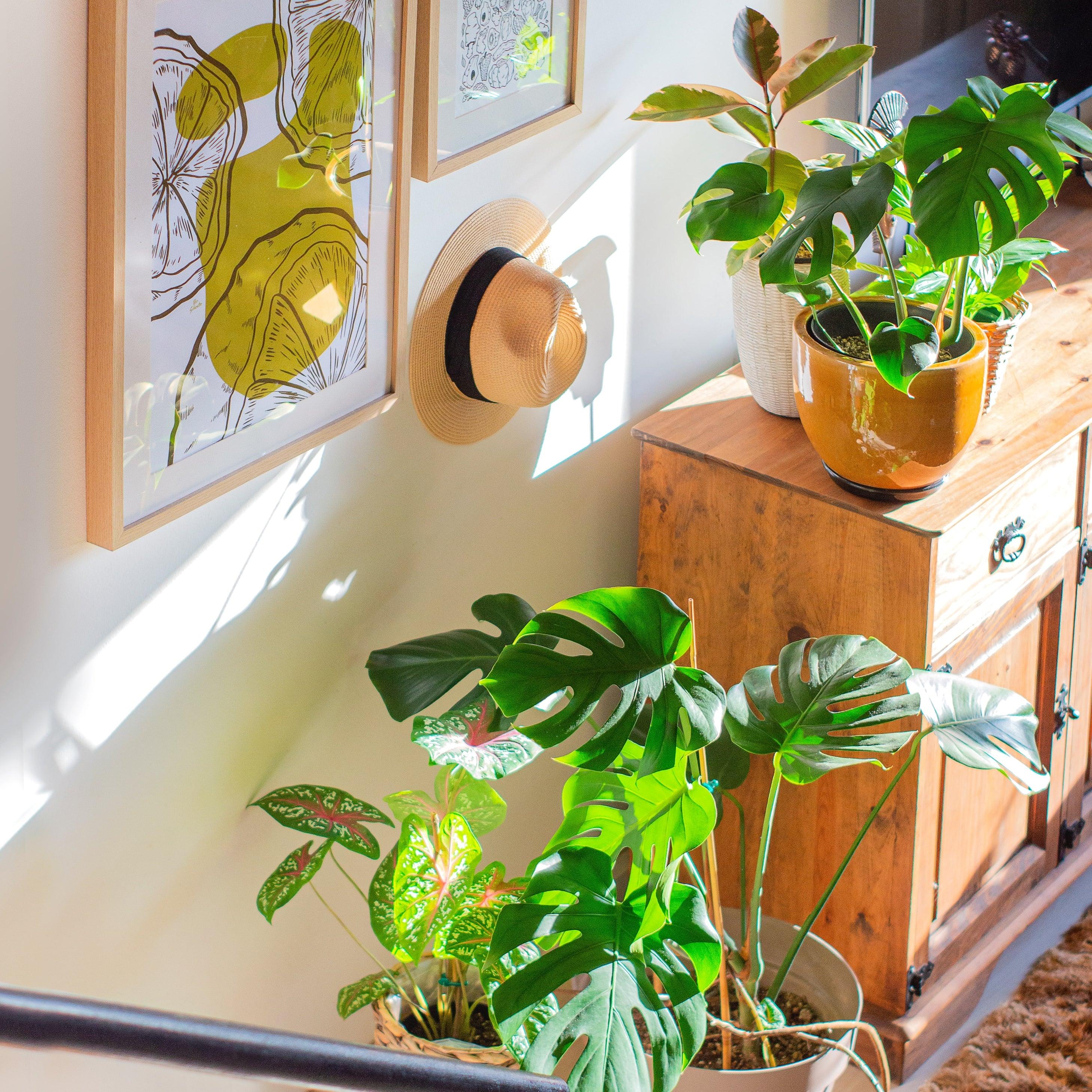 The benefits of houseplants - for peat's sake