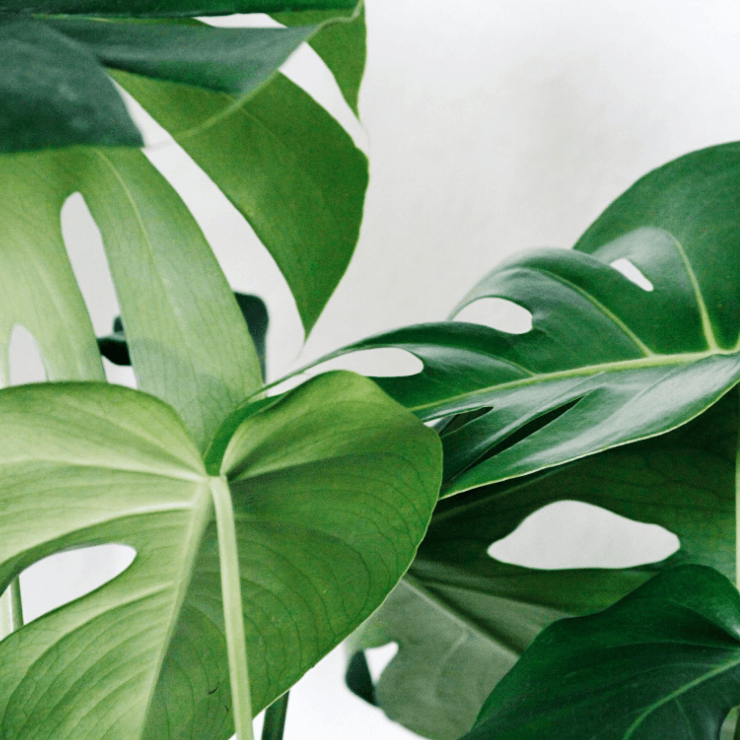 Houseplant leaves with no plant pests for a blog on how to deal with houseplant pests and prevent future pests such as Thrips, Mealybugs, fungus gnats and spider mites.