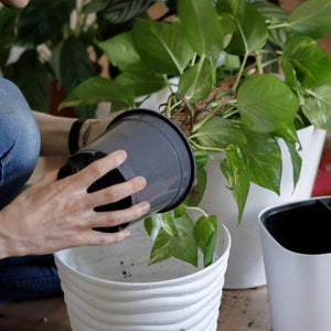 Why you should repot your plant