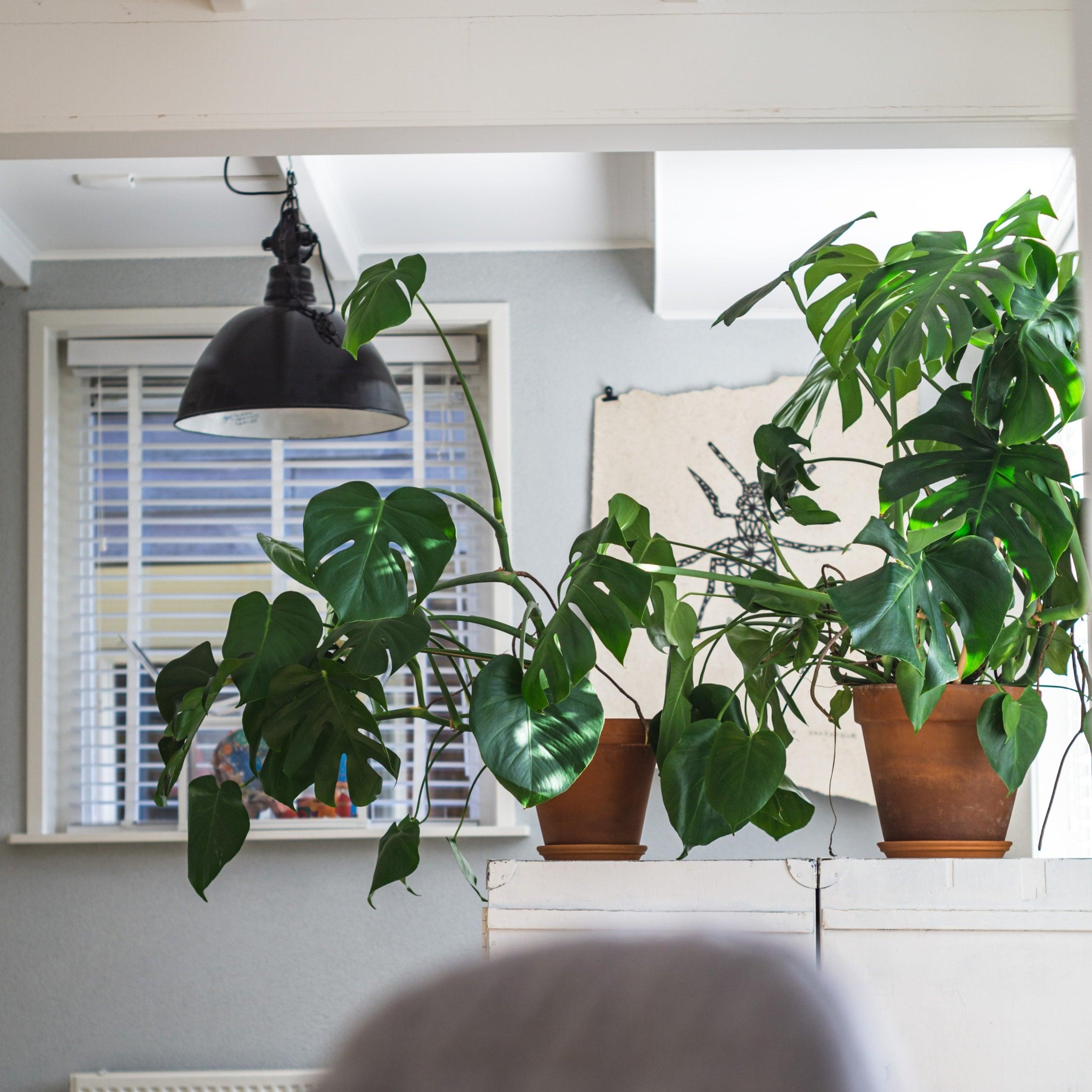 Do houseplants absorb car fumes? - for peat's sake