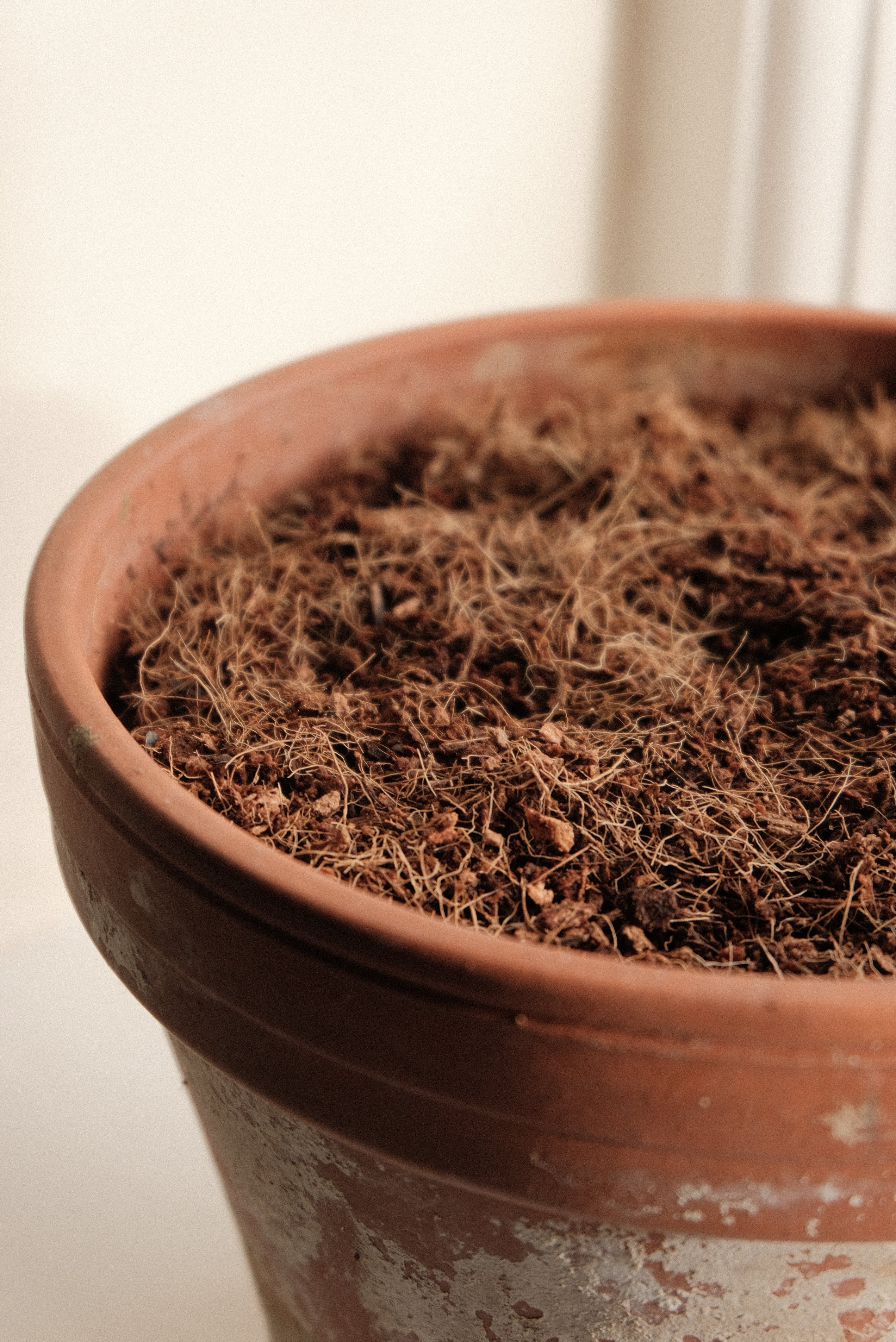 Is coir compost good for seeds?