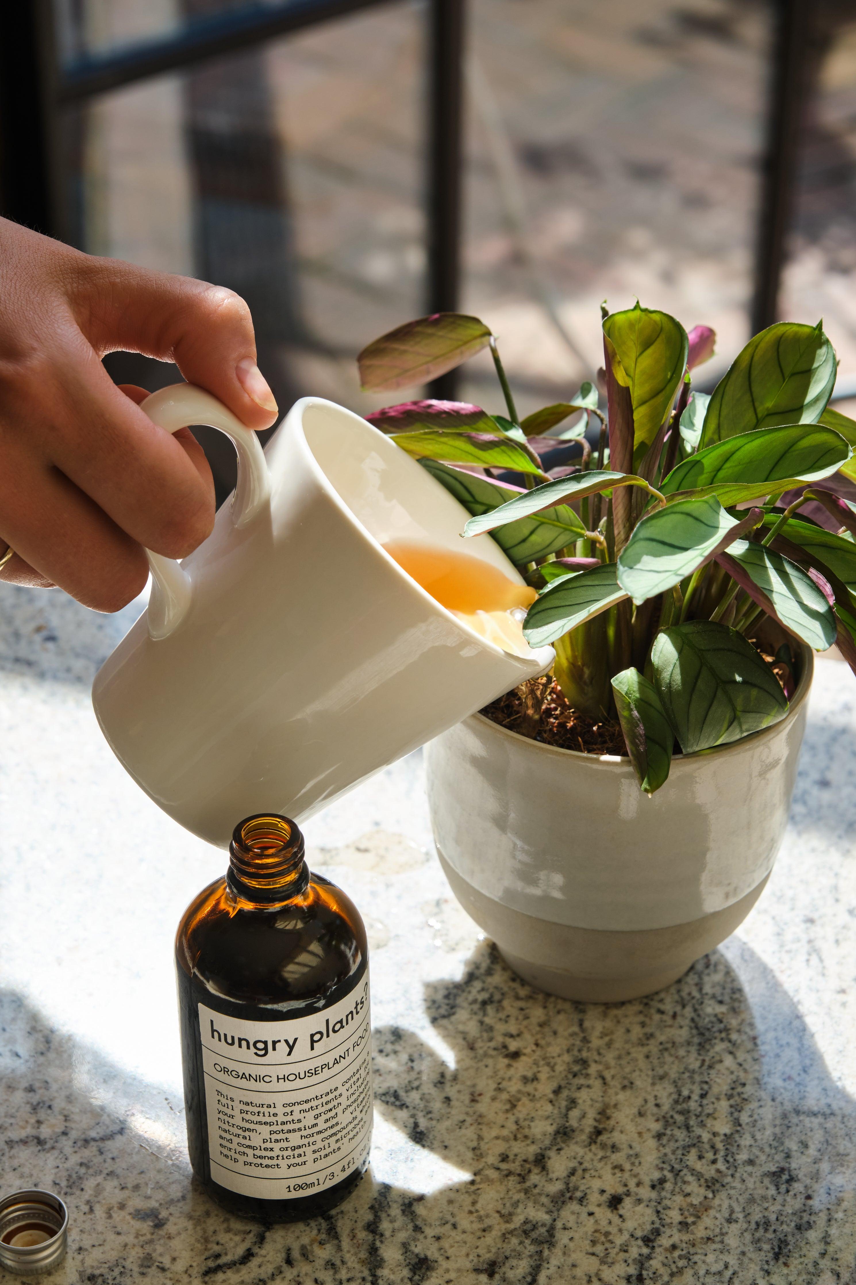 hungry plants? organic houseplant food - for peat's sake